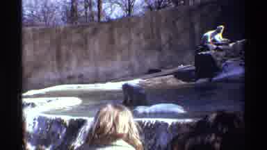 New York City (1971): People Watching Polar Bears Play In Water On A Bright Sunny
