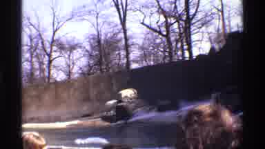 New York City (1971): A Group Of White Polar Bears