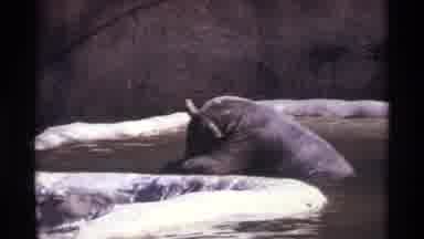 New York City (1971): Bears Playing In Zoo Enclosure With Ball In The Water While