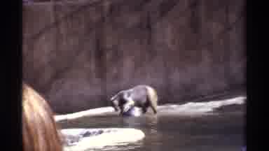New York City (1971): A Zoo People Are Enjoying The Bear Game Play In The Water