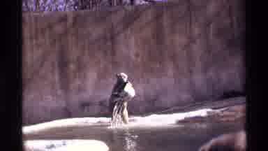 New York City (1971): The Bear In Captivity Pissed Off Or Playing And Throws