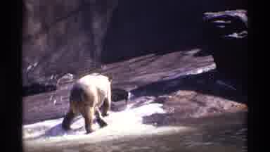New York City (1971): Bear Plays In Water And With A Toy At Central Park Zoo In