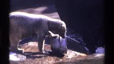 New York City (1971): Polar Bear In Zoo Enclosure With Water Feature Playing With