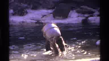 New York City (1971): Black Bear Plays With White Barrel In Water On A Sunny Day