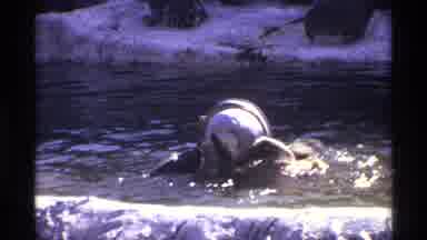 New York City (1971): Playful Bear Wrestles With Cylinder In A Cool Summer Lake