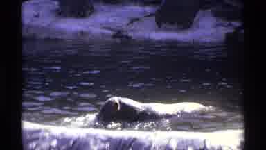 New York City (1971): A Polar Bear Was Moving Around The Pond With Great Enjoyment