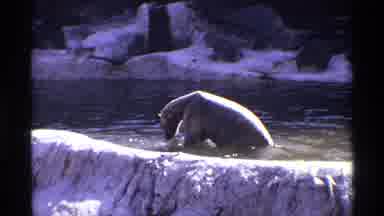 New York City (1971): Polar Bear Plays With White Barrel In Water On A Sunny Day