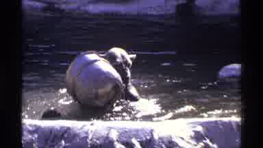 New York City (1971): Bear In A Zoo Playing With Barrel In Water