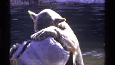 New York City (1971): Cat Like Animal Playing With A Metal Pod On Water