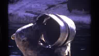 New York City (1971): A Amazing Dear Was Playing With The Elective In The River