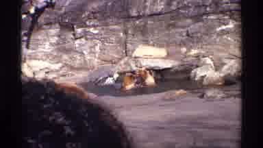 New York City (1971): Two Grizzly Bears Playing In Water Inside Zoo With Onlookers