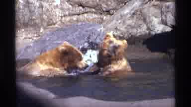 New York City (1971): Brown Bears Playing Pool Of Water Near Sloping Rocks Licking