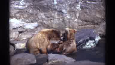 New York City (1971): Outdoor Recording Of Two Bears Playing In The Water And