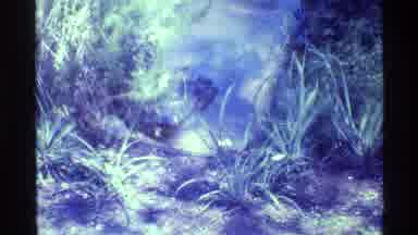 Florida USA (1973): A Crocodile Who Is Getting Close To The Shore And Eating