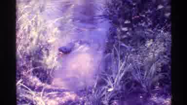 Florida USA (1973): Alligator Lurks In Swamp Water Looking For A Meal To Snack On