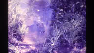 Florida USA (1973): A Crocodile Who Is Getting Close To The Shore In A Sunny Day