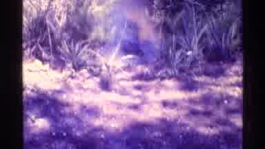 Florida USA (1973): A Great Place To See The Forest Was Very Green