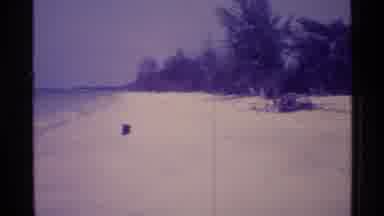 Florida USA (1973): Empty Beach With Many Trees And An Unidentified Object On A