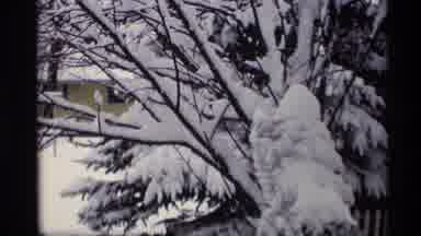 Madison Wisconsin (1966): Evergreen Covered In Snow On A Cold Winter Day