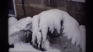 Madison Wisconsin (1966): View Of Ice Covered Bush On A Clear Winter Day