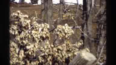 Madison Wisconsin (1966): Outdoor Video Showing Trees And Yellow Leaves While An