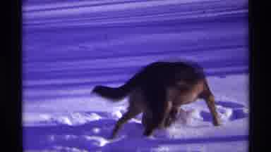 Chicago Illinois (1968): Dog Playfully Wrestles With Cat In A Snow Covered Yard