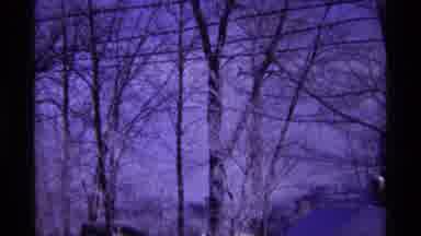 Chicago Illinois (1968): Outside Recording Showing Many Trees And Smaller Trees