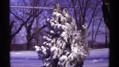Chicago Illinois (1968): The Snow Is Packed Onto The Branches Of A Pine Tree That