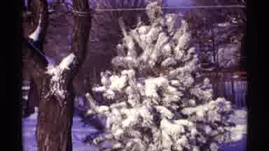 Chicago Illinois (1968): Snow Covered Small Tree In Yard During Winter In Clear
