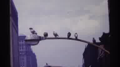 Chicago Illinois (1968): Six Pigeons Sitting On Street Light And View Of Chicago