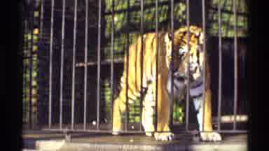 Chicago Illinois (1968): The Wild Tiger Is Pacing In His Cage And A Young Boy
