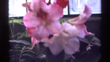 Chicago Illinois (1968): Flowers Nature Statue In Fountain Around Garden Like