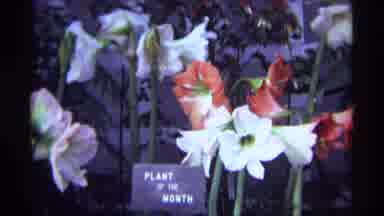Chicago Illinois (1968): View Of Red And White Blooming Flowers And Garfield Park