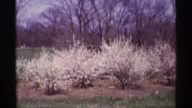 Chicago Illinois (1968): View Of A Nature With Butterflies
