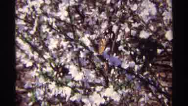 Chicago Illinois (1968): Cherry Blossom And Cotton Wilting With Blue Sky