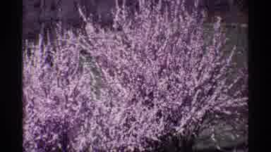 Chicago Illinois (1968): Those Lavender And Fragrant Flowers