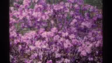 Chicago Illinois (1968): Tulle Flowers On Large Bush Blow Gently In Light Breeze