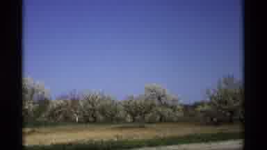 Holland Michigan (1969): The Trees Of Day And Light Spring