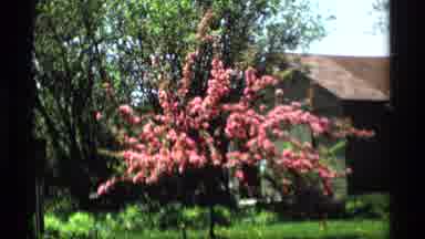 Holland Michigan (1969): Outdoor Recording Showing A Tree With Pink Leaves And