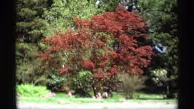 Holland Michigan (1969): View Of Pinked And Yellow Blooming Trees On A Sunny Day