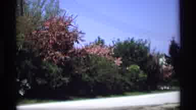 Holland Michigan (1969): Footage Of Trees And Pink And Yellow Flowers In A Road