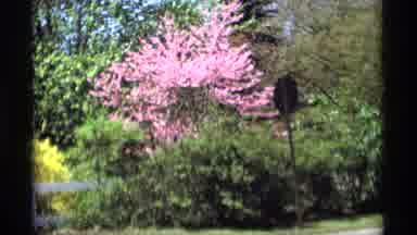 Holland Michigan (1969): View Of Pink And Red Trees On A Bright Sunny Day