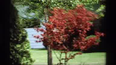Holland Michigan (1969): Blooming Red And Green Trees In Springtime In A Park