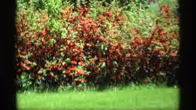 Holland Michigan (1969): Flowers In Bloom On Warm Spring Day Bushes Alive With