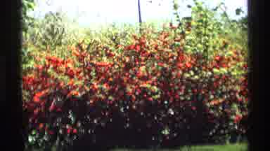 Holland Michigan (1969): Someone Keeping A Memory Of Their Dedicated Hard Work Of