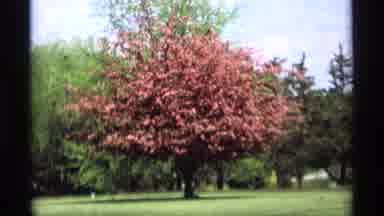 Holland Michigan (1969): A Tree With Red Leaves Behind Two Moving Cars And Later A