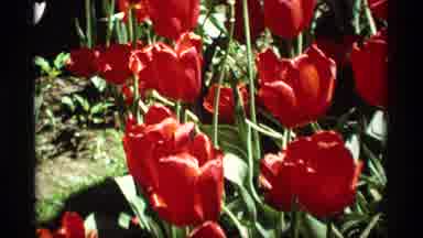 Holland Michigan (1969): Close Ups Of White And Red Tulips Swaying In The Breeze