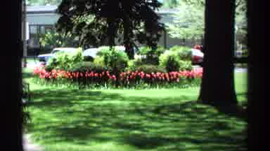 Holland Michigan (1969): Gorgeous Spring Flowers Swaying In The Mild Breeze Of The