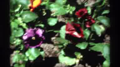 Holland Michigan (1969): A Beautiful Spring Of Light