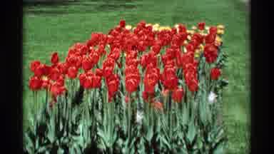 Holland Michigan (1969): Views Of Red And Yellow Tulip Blossoms In Garden Area In